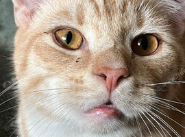 British shorthair X