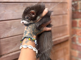 Full hob angora ferret, 2 full sable Jill&rsquo;s and one silver semi angora Jill