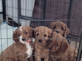 F1 Cavapoo