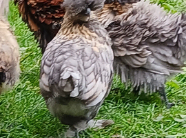 Frizzle x Silkie bantam pullets