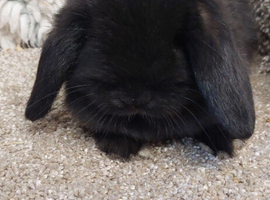 CUTE Baby Minilop Black Doe