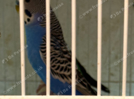 Proven Pair of Black Wing Budgies