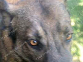 German shepherd