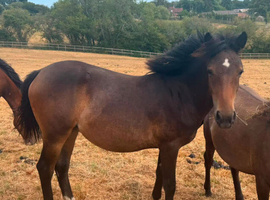 New forest yearling filly
