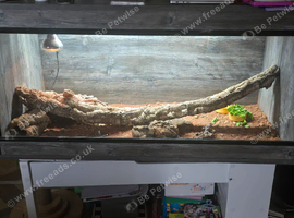 8 month old Bearded Dragon.
