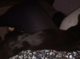 Glossy black shorthair male cat