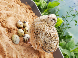 3 to 5 weeks old quail mixed colors
