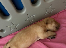 Pedigree lab puppies