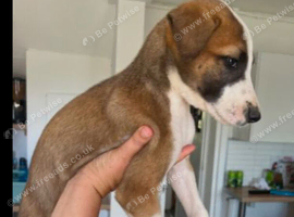 Lurcher pups