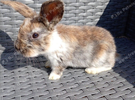 Last baby mini lop cross lionhead!