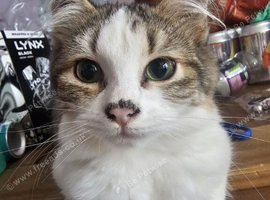 Cute longhair-british cat