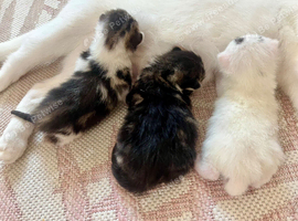 Three lovely kittens!