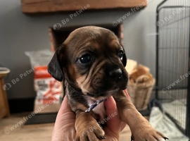 French bull dog x springer spaniel puppies
