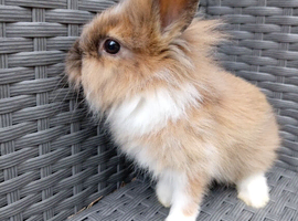 Fluffy lionhead cross mini lop baby!