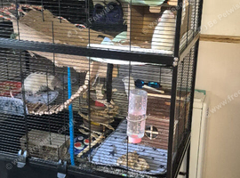 2 female young rats