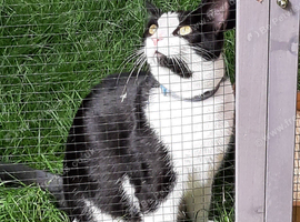 Black and white cat needs new home