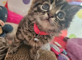 2 Kitten