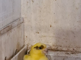 Lovely birds