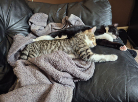 1 yr old male tabby cat