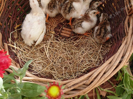 Guinea fowl keets