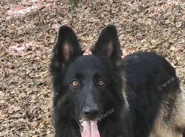 German shepherd