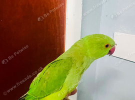 Baby Green Ringneck Parrot