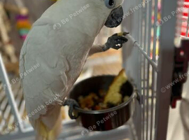 Sulphur crested cockatoo Glasgow