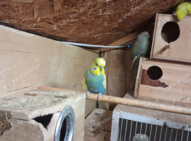 Budgies for sale