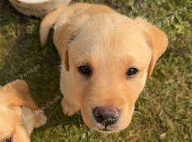 **Fox Red Labrador Puppies &ndash; Gorgeous Coats & Gentle Souls**