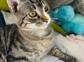 Mochi looking for a forever home ️