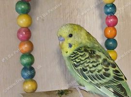 Budgies (2026 bird)
