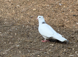 Pigeons for sale