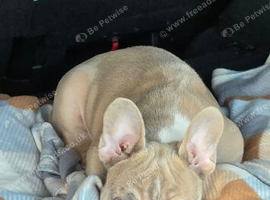 Handsome 11 Week Old French Bulldog Boy - Stunning Blue Eyes