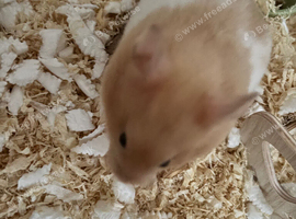 female syrian hamster