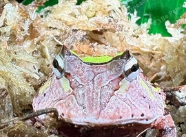 Green Surinam Horned Frog at Birmingham Reptiles
