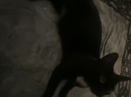 Gizmo 3 year old