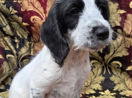 Lovely litter of cocker jack puppies