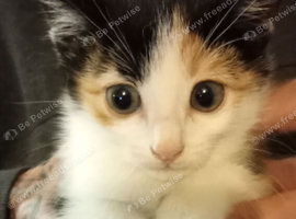 Adorable BSH kittens