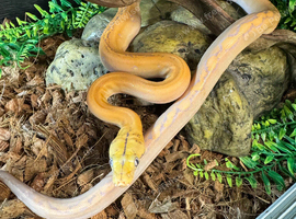 Purple albino golden child super dwarf Retic female