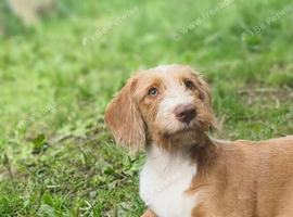 1 year old cockapoo called Winston
