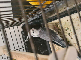 Cockatiel
