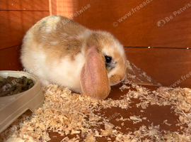 Lionhead & Lop Bunny Pair & Accessories Hutch