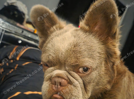 Fluffy french bulldog