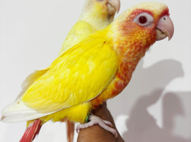 Gorgeous crimino & lutino conure