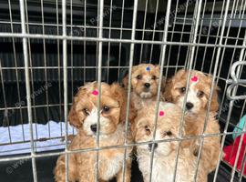 Cavapoo puppies