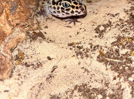 Leopard geckos