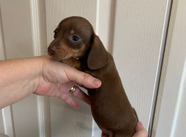 Miniature dachshund