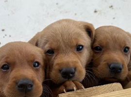 Pedigree fox red Labrador puppies