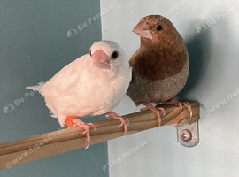 Bonded Bengalese Finches For Sale.