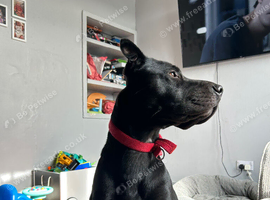 4 year old Hugo